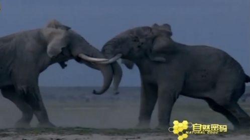 国产大象精品视频,探寻大象世界的魅力与智慧