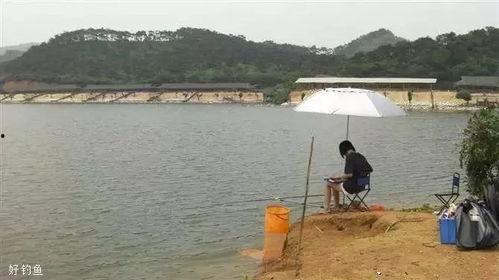 国产小型水库钓鱼视频,国产小型水库钓鱼视频集锦