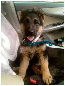 国产德牧幼崽视频,展现纯种犬种魅力